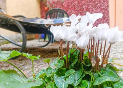 Il giardino segreto – Photos 13